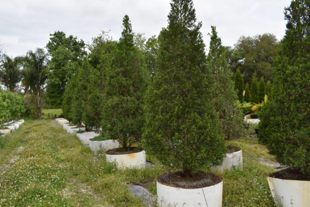 juniperus-chinensis-hetzii-columnaris-chinese-juniper