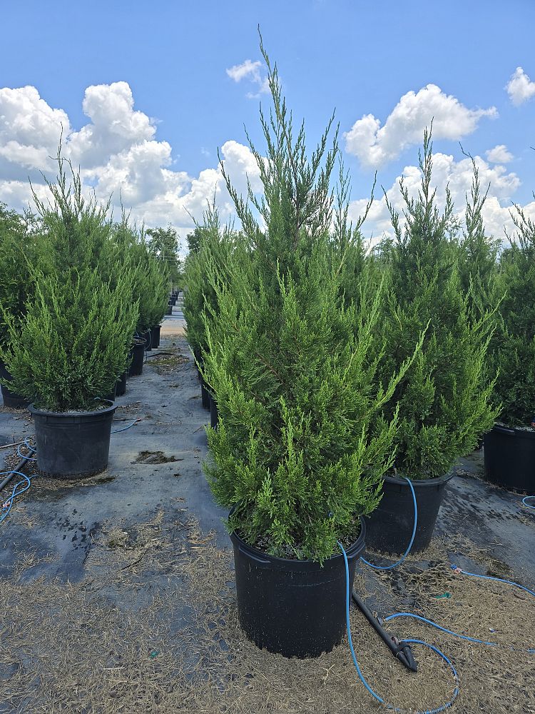 juniperus-chinensis-hetzii-columnaris-chinese-juniper