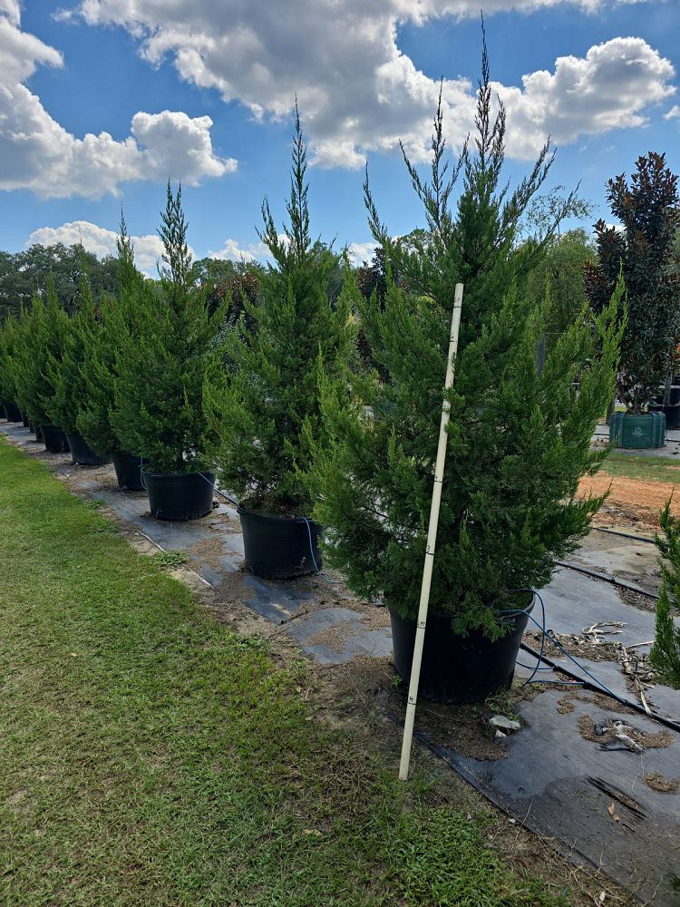 juniperus-chinensis-hetzii-columnaris-chinese-juniper
