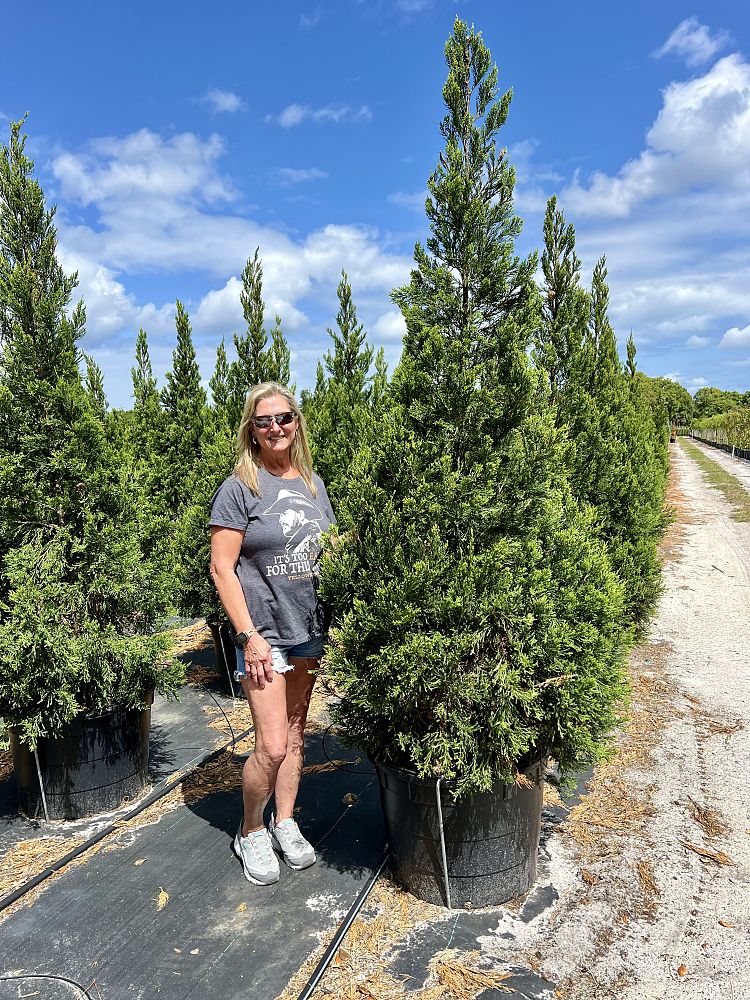juniperus-chinensis-hetzii-columnaris-chinese-juniper