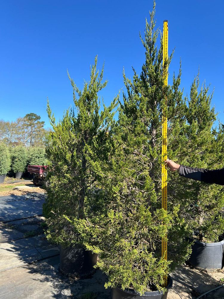 juniperus-chinensis-hetzii-columnaris-chinese-juniper