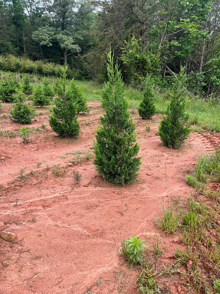 juniperus-chinensis-hetzii-columnaris-chinese-juniper