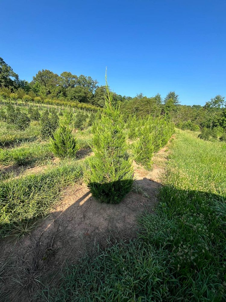 juniperus-chinensis-hetzii-columnaris-chinese-juniper