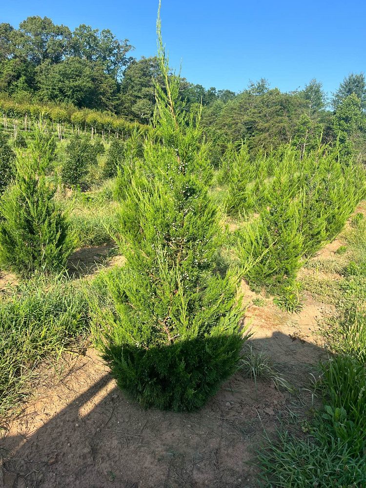 juniperus-chinensis-hetzii-columnaris-chinese-juniper