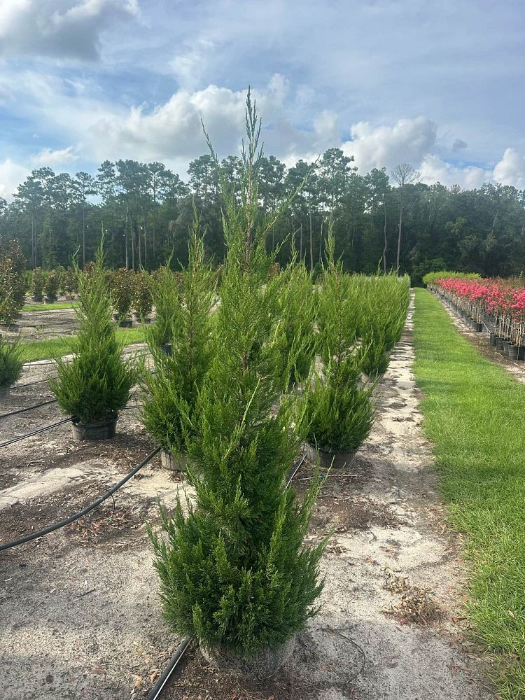 juniperus-chinensis-hetzii-columnaris-chinese-juniper
