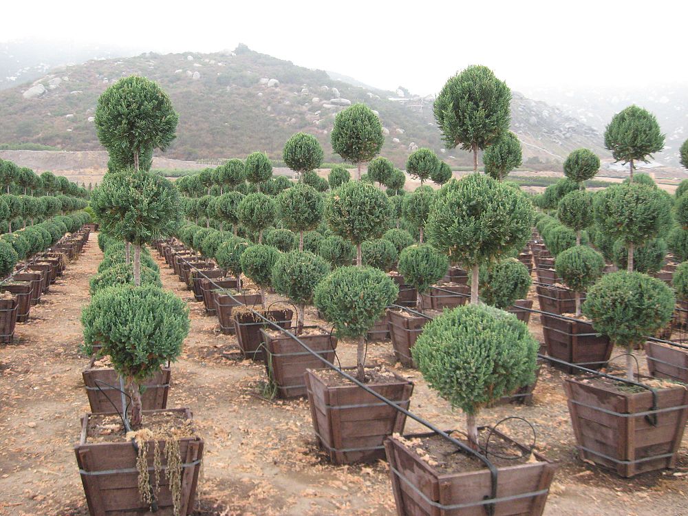 juniperus-chinensis-hetzii-columnaris-topiary-3-ball-chinese-juniper