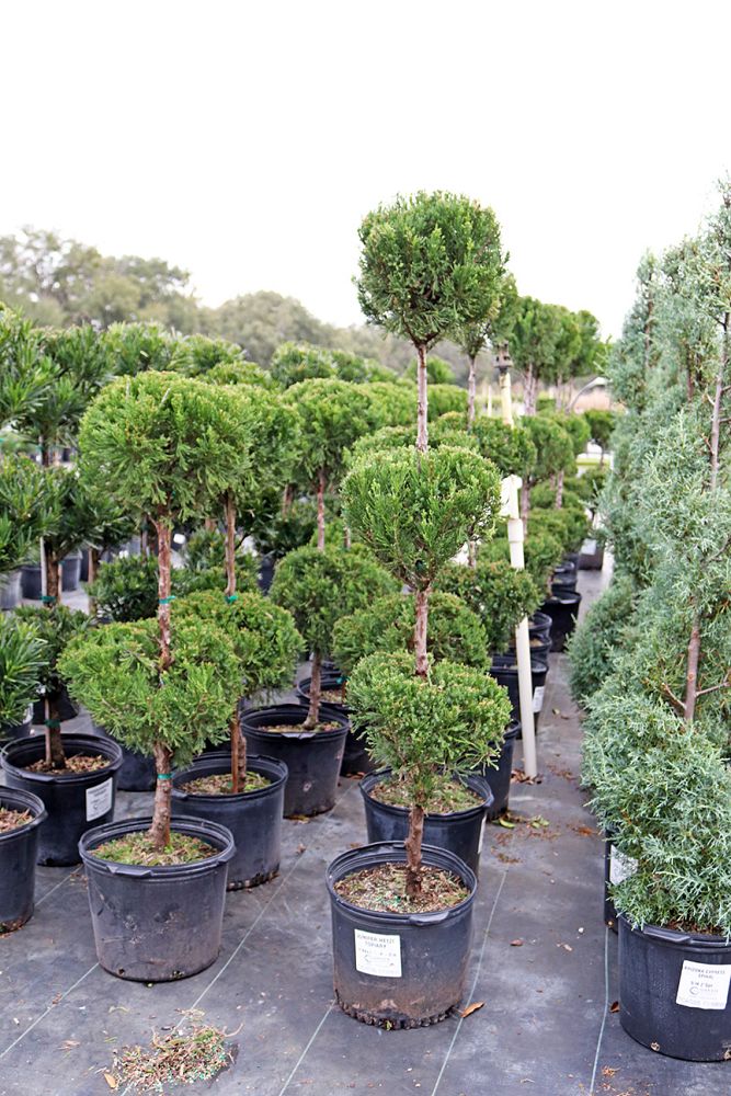 juniperus-chinensis-hetzii-columnaris-topiary-3-ball-chinese-juniper