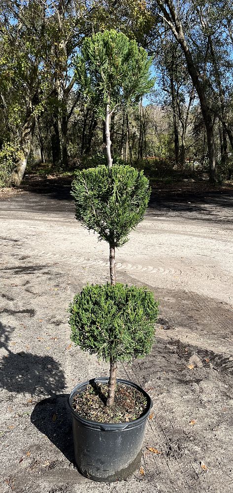 juniperus-chinensis-hetzii-columnaris-topiary-3-ball-chinese-juniper