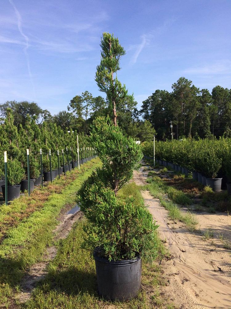 V&G Topiary