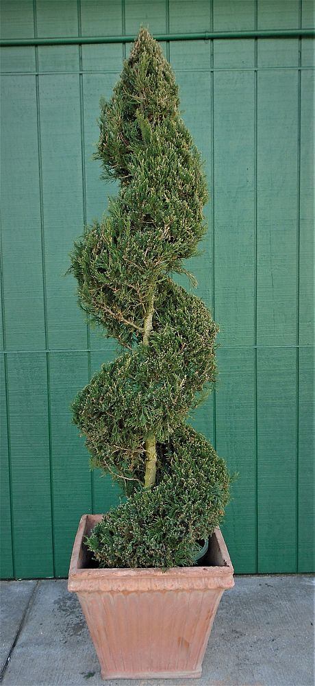 juniperus-chinensis-hetzii-columnaris-topiary-spiral-chinese-juniper