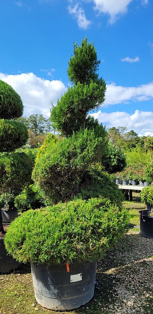 juniperus-chinensis-hetzii-columnaris-topiary-spiral-chinese-juniper