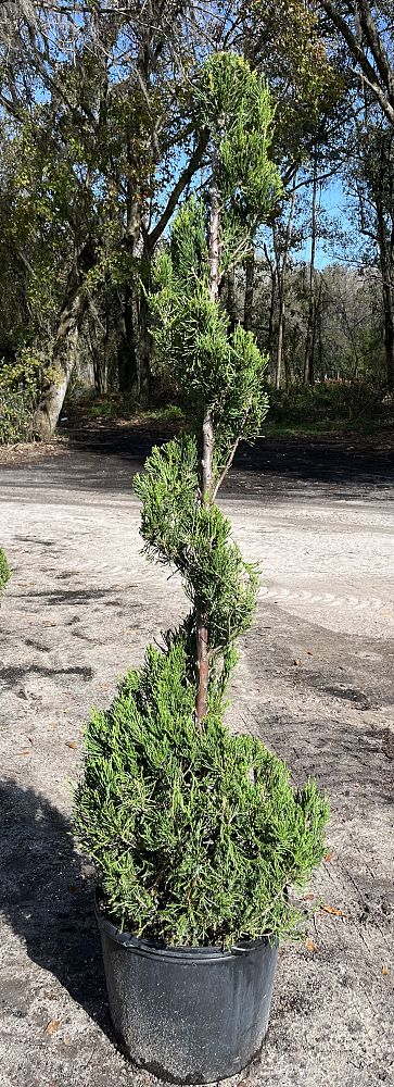 juniperus-chinensis-hetzii-columnaris-topiary-spiral-chinese-juniper