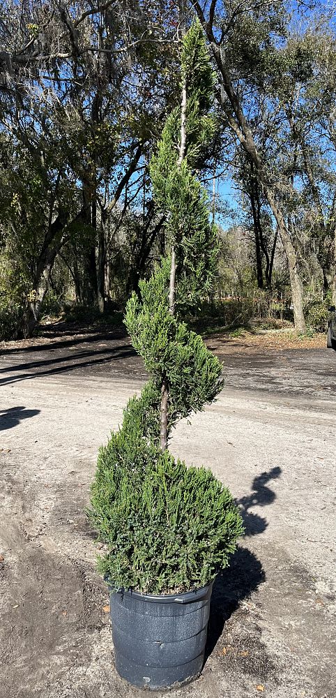 juniperus-chinensis-hetzii-columnaris-topiary-spiral-chinese-juniper