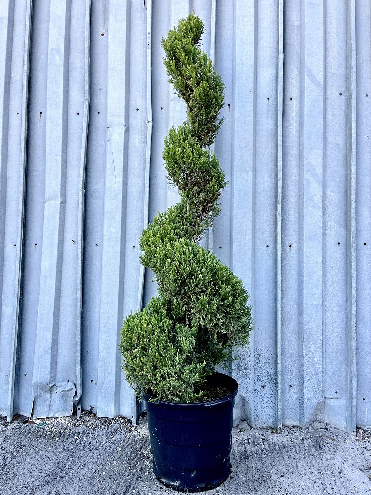 juniperus-chinensis-hetzii-columnaris-topiary-spiral-chinese-juniper