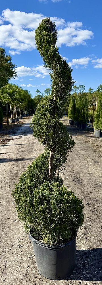 juniperus-chinensis-hetzii-columnaris-topiary-spiral-chinese-juniper