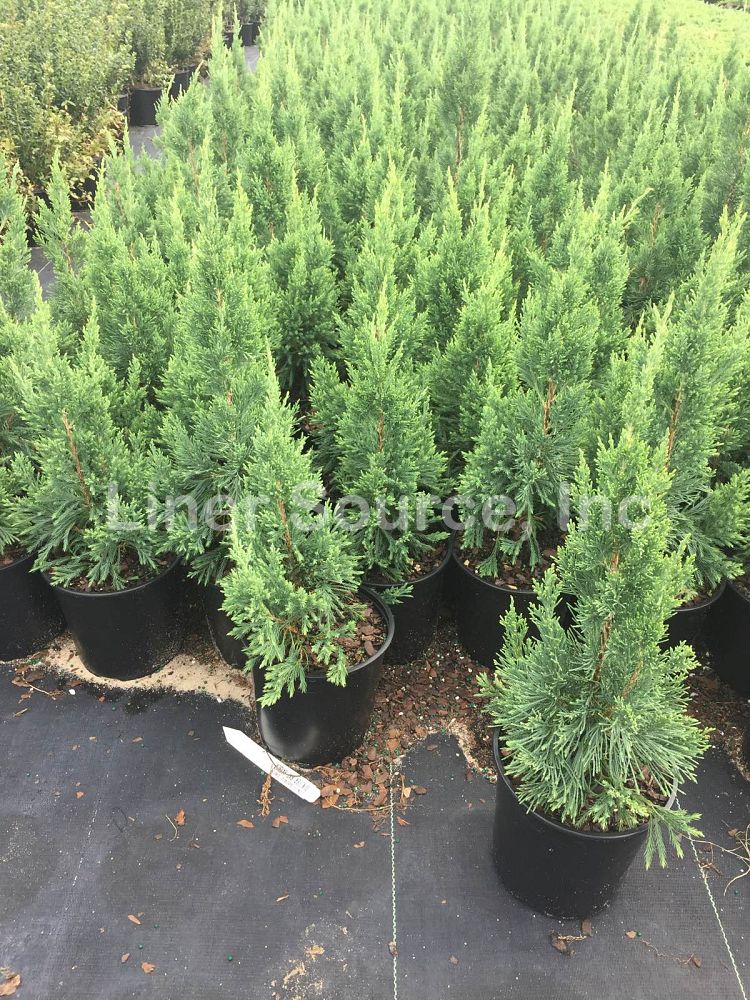 juniperus-chinensis-iowa-chinese-juniper
