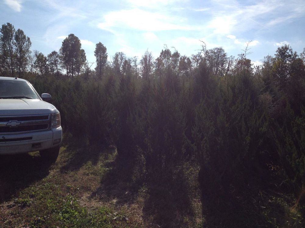 juniperus-chinensis-kaizuka-chinese-juniper