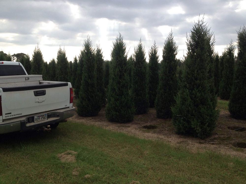 juniperus-chinensis-keteleeri-chinese-juniper