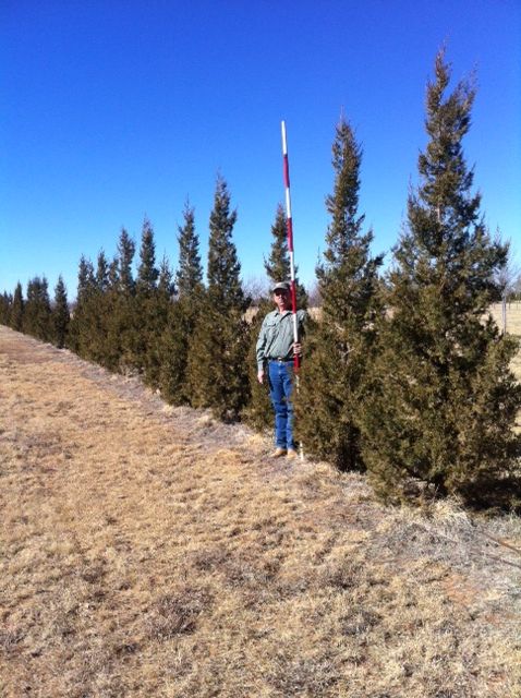 juniperus-chinensis-keteleeri-chinese-juniper