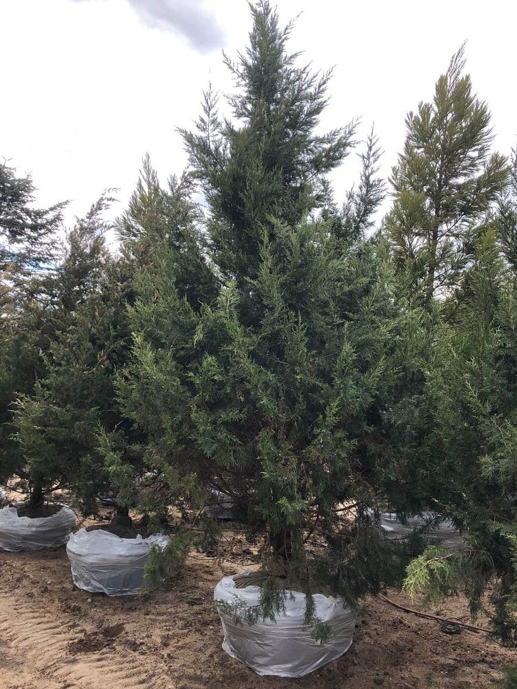 juniperus-chinensis-keteleeri-chinese-juniper