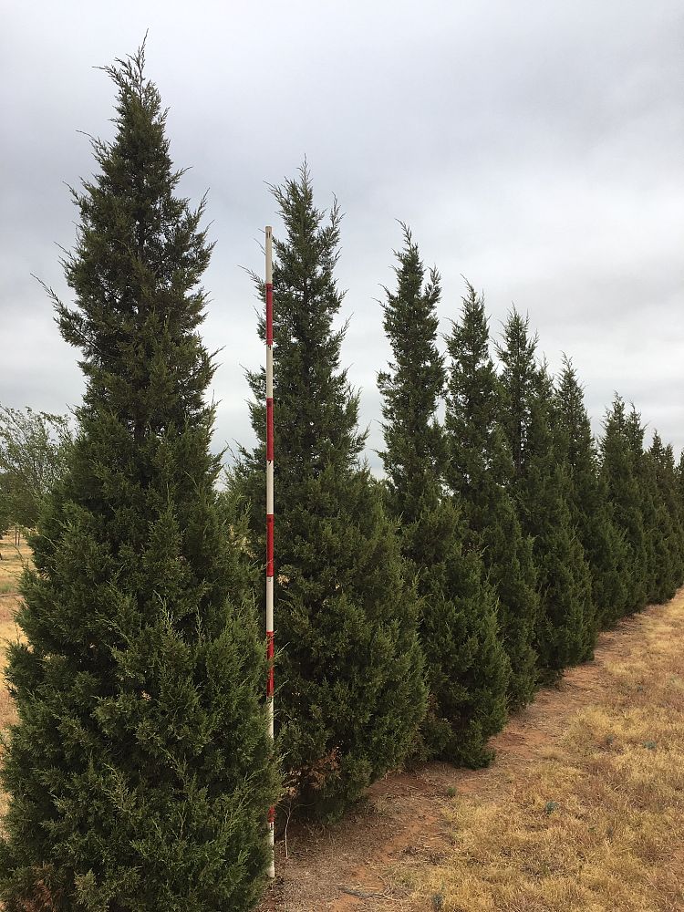 juniperus-chinensis-keteleeri-chinese-juniper