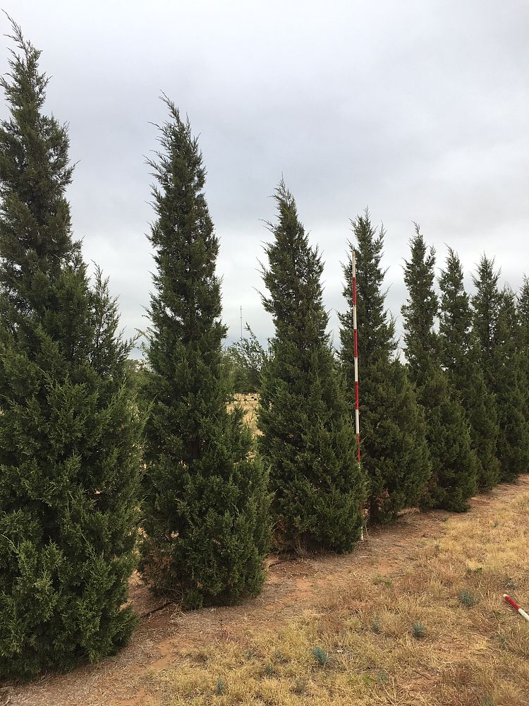 juniperus-chinensis-keteleeri-chinese-juniper