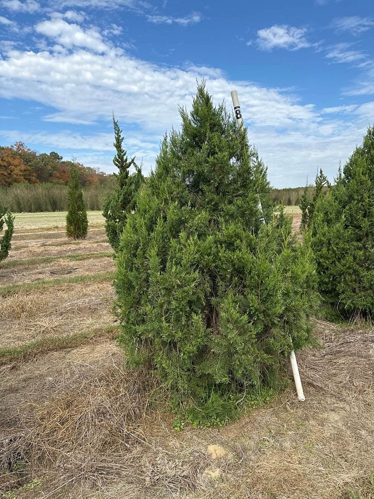juniperus-chinensis-keteleeri-chinese-juniper