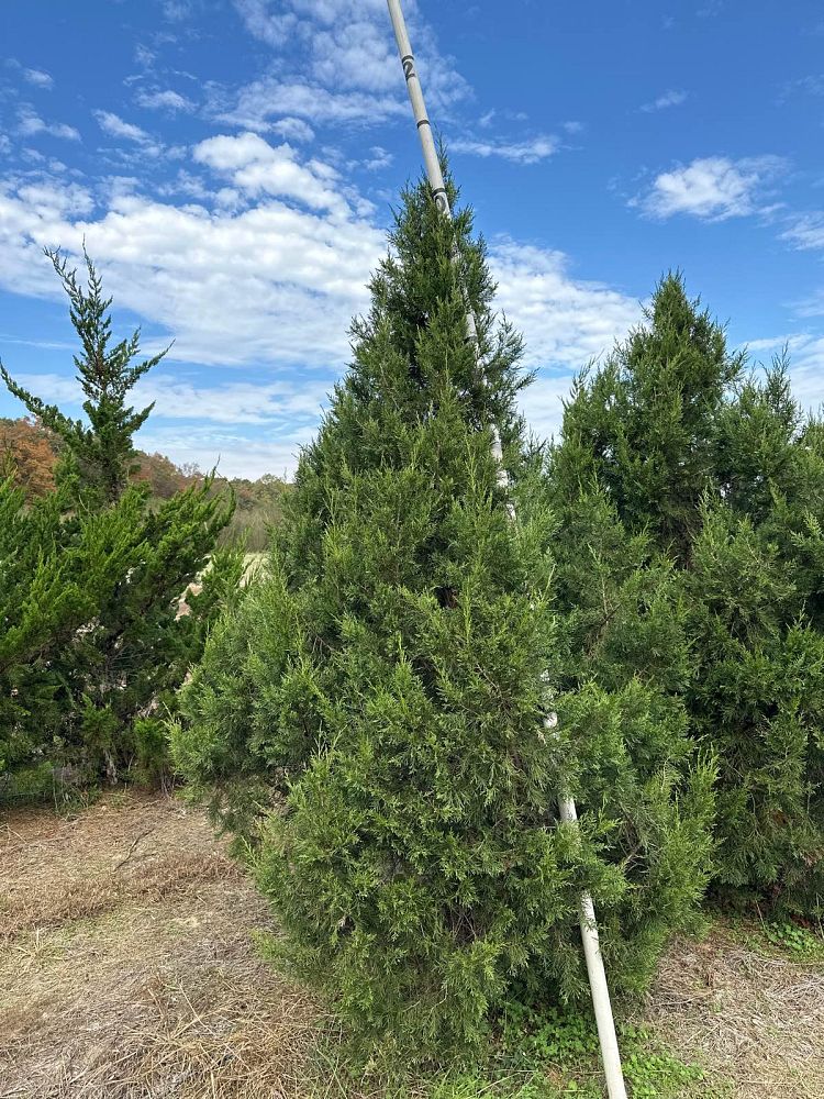 juniperus-chinensis-keteleeri-chinese-juniper