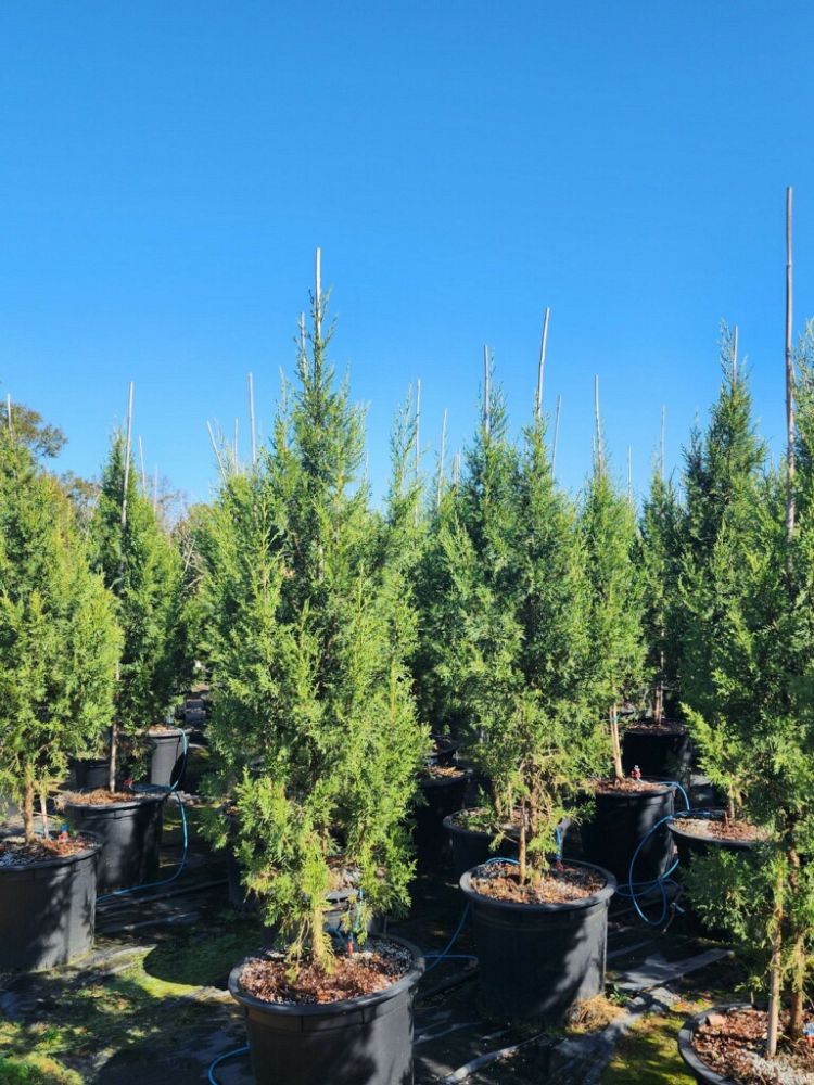 juniperus-chinensis-keteleeri-chinese-juniper