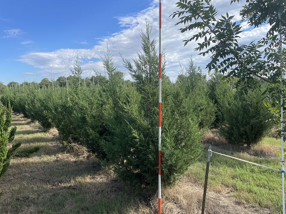 juniperus-chinensis-keteleeri-chinese-juniper