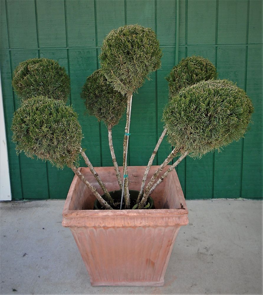 juniperus-chinensis-monlep-chinese-juniper-mint-julep
