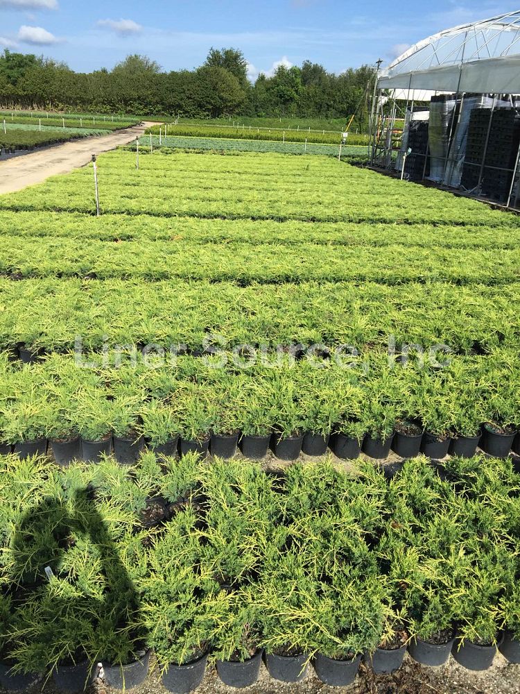 juniperus-chinensis-old-gold-chinese-juniper