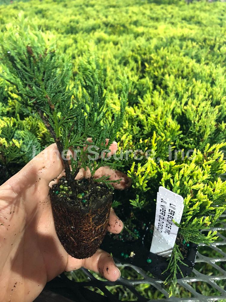juniperus-chinensis-old-gold-chinese-juniper
