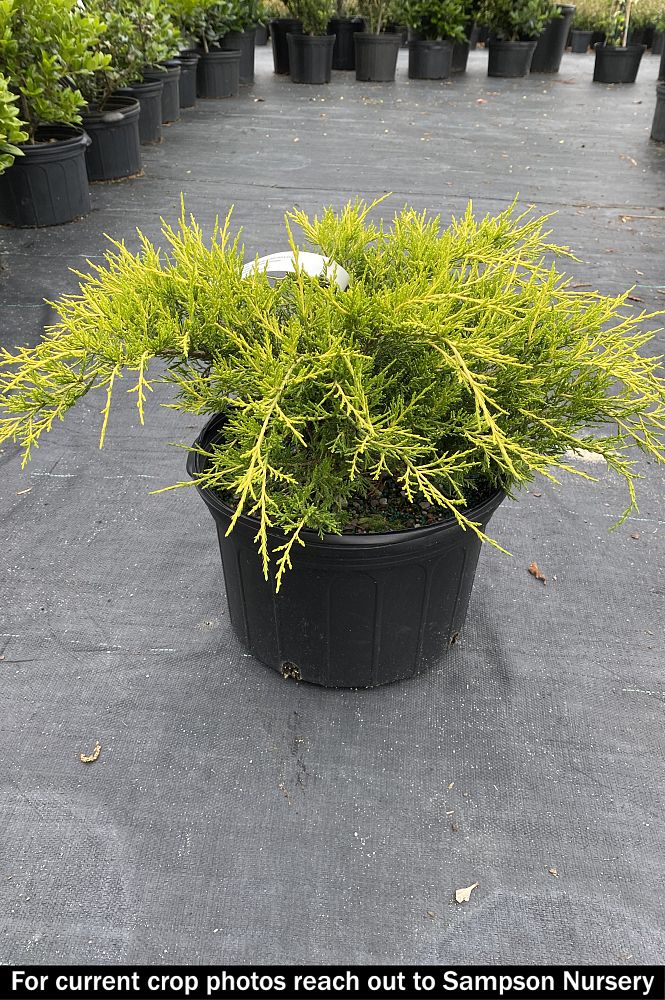 juniperus-chinensis-old-gold-chinese-juniper