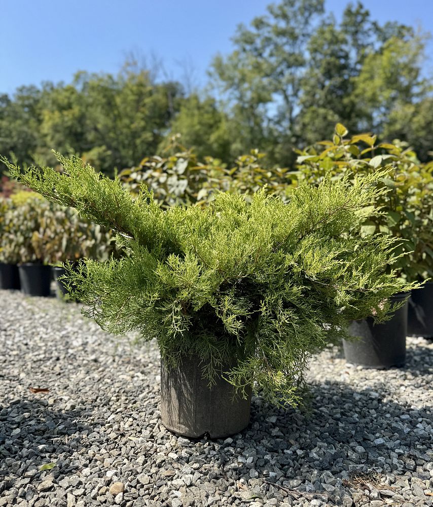 juniperus-chinensis-old-gold-chinese-juniper