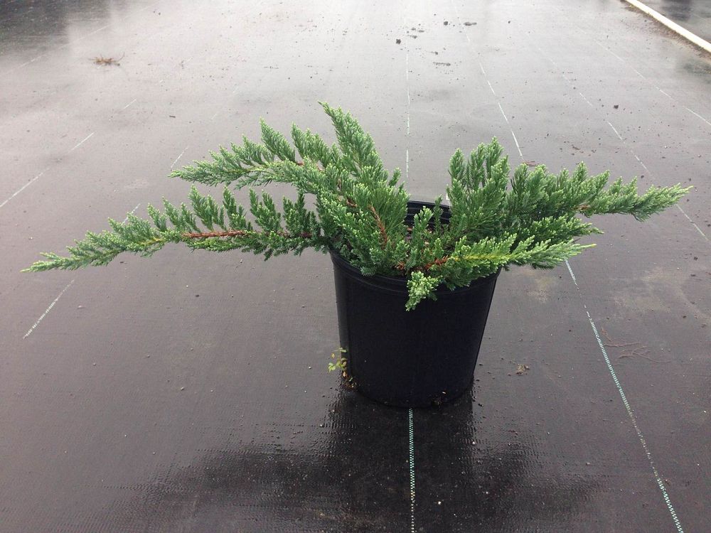 juniperus-chinensis-parsonii-chinese-juniper