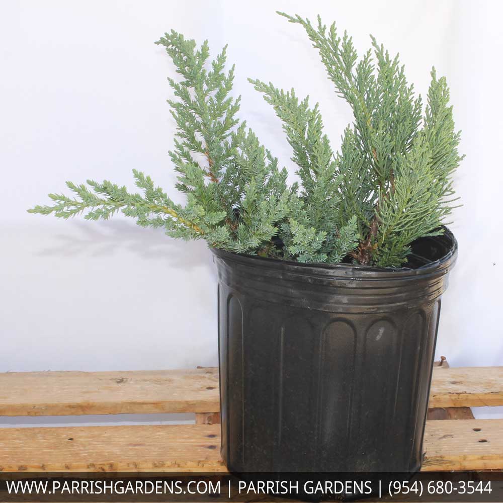 juniperus-chinensis-parsonii-chinese-juniper
