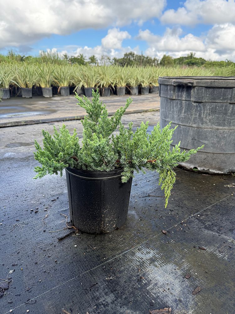 juniperus-chinensis-parsonii-chinese-juniper