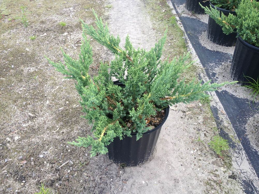 juniperus-chinensis-parsonii-chinese-juniper