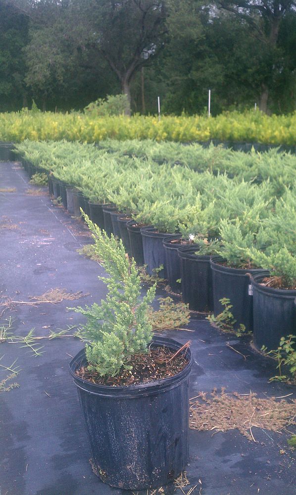 juniperus-chinensis-parsonii-chinese-juniper