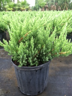 juniperus-chinensis-parsonii-chinese-juniper