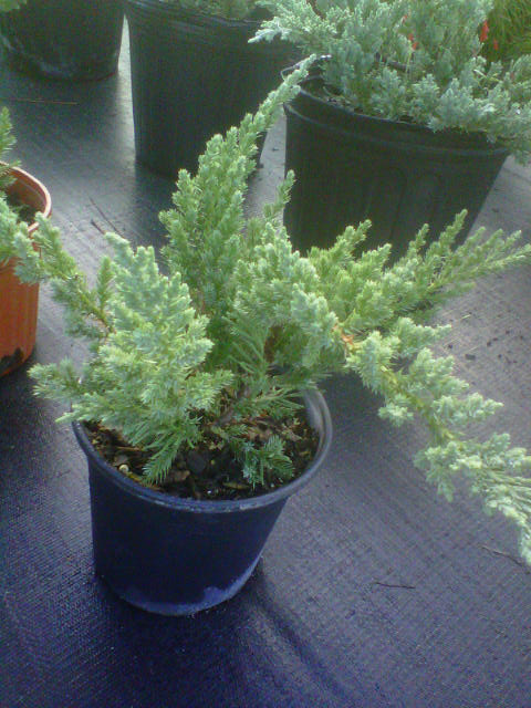 juniperus-chinensis-parsonii-chinese-juniper