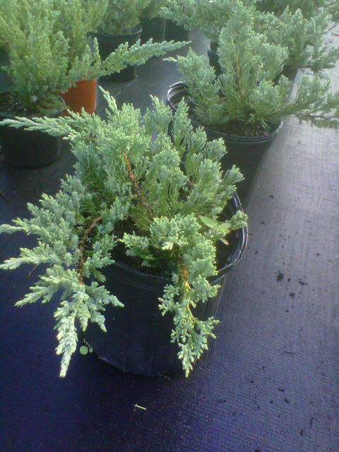 juniperus-chinensis-parsonii-chinese-juniper