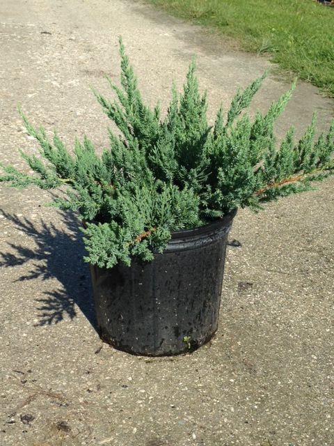 juniperus-chinensis-parsonii-chinese-juniper