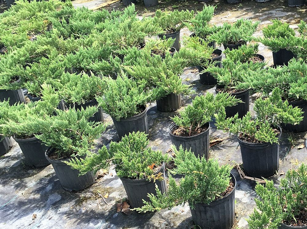 juniperus-chinensis-parsonii-chinese-juniper