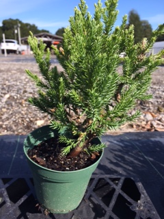 juniperus-chinensis-parsonii-chinese-juniper