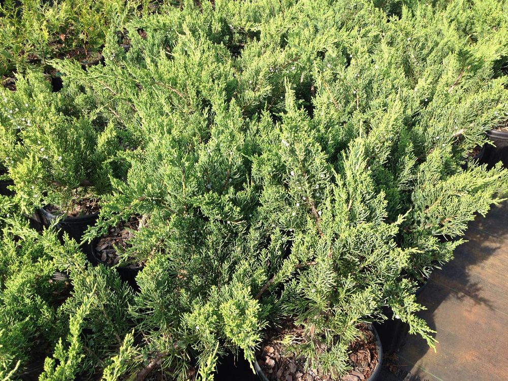 juniperus-chinensis-parsonii-chinese-juniper