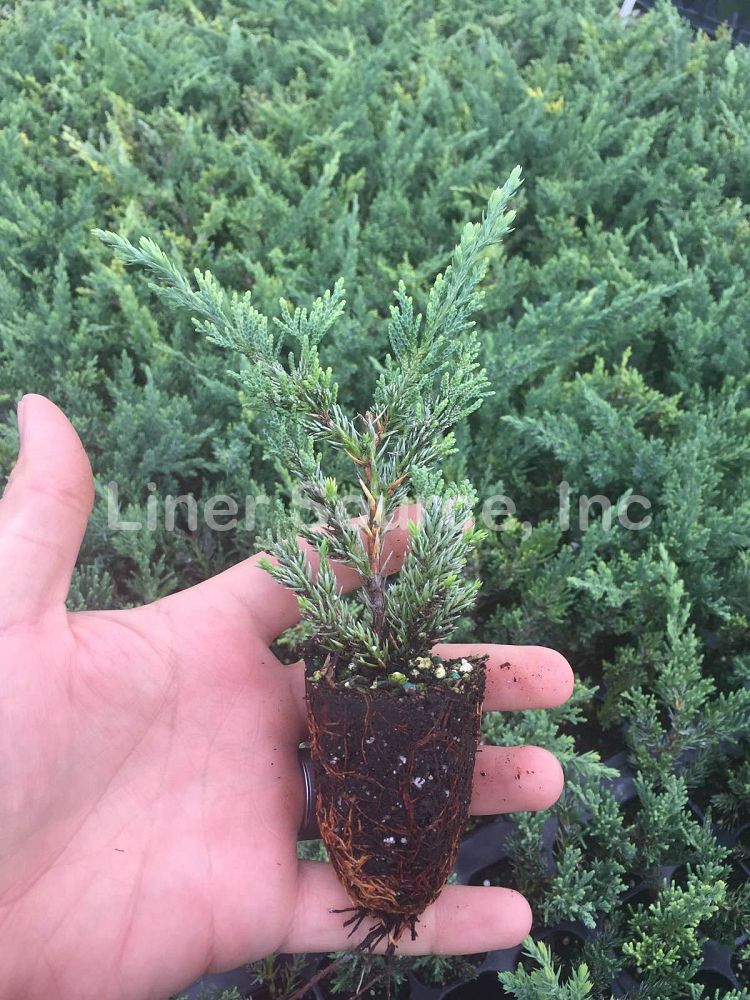 juniperus-chinensis-parsonii-chinese-juniper