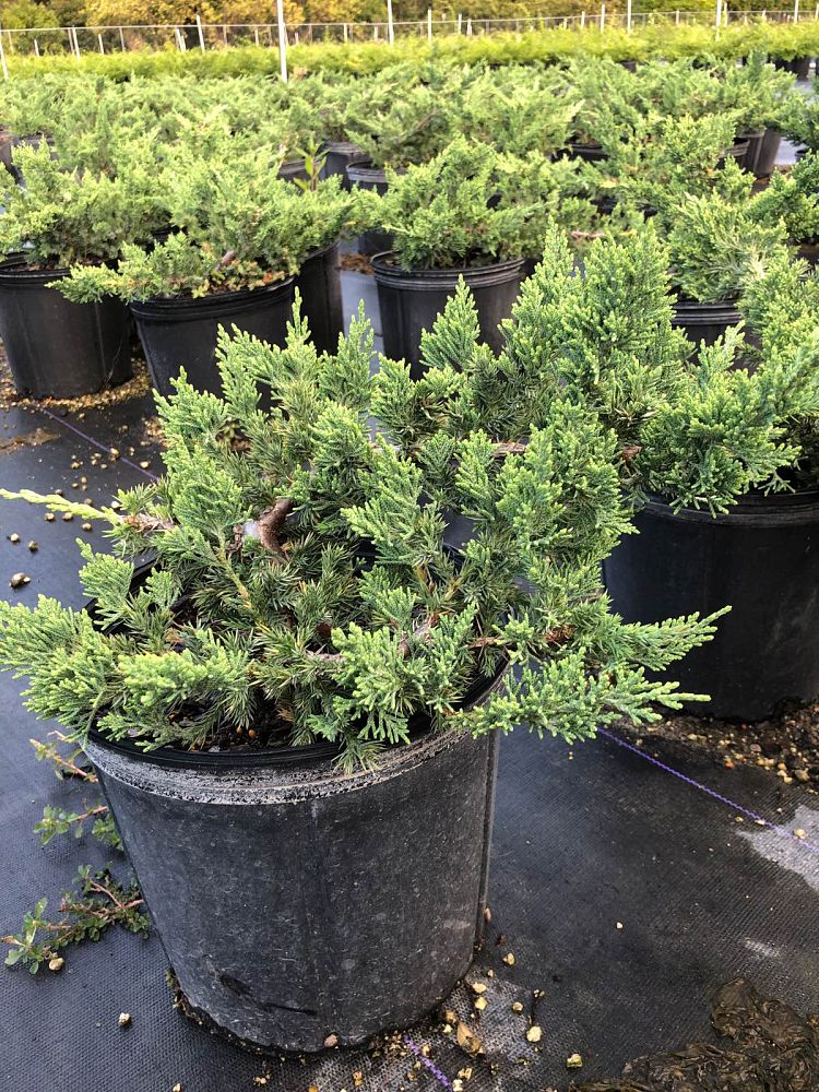 juniperus-chinensis-parsonii-chinese-juniper