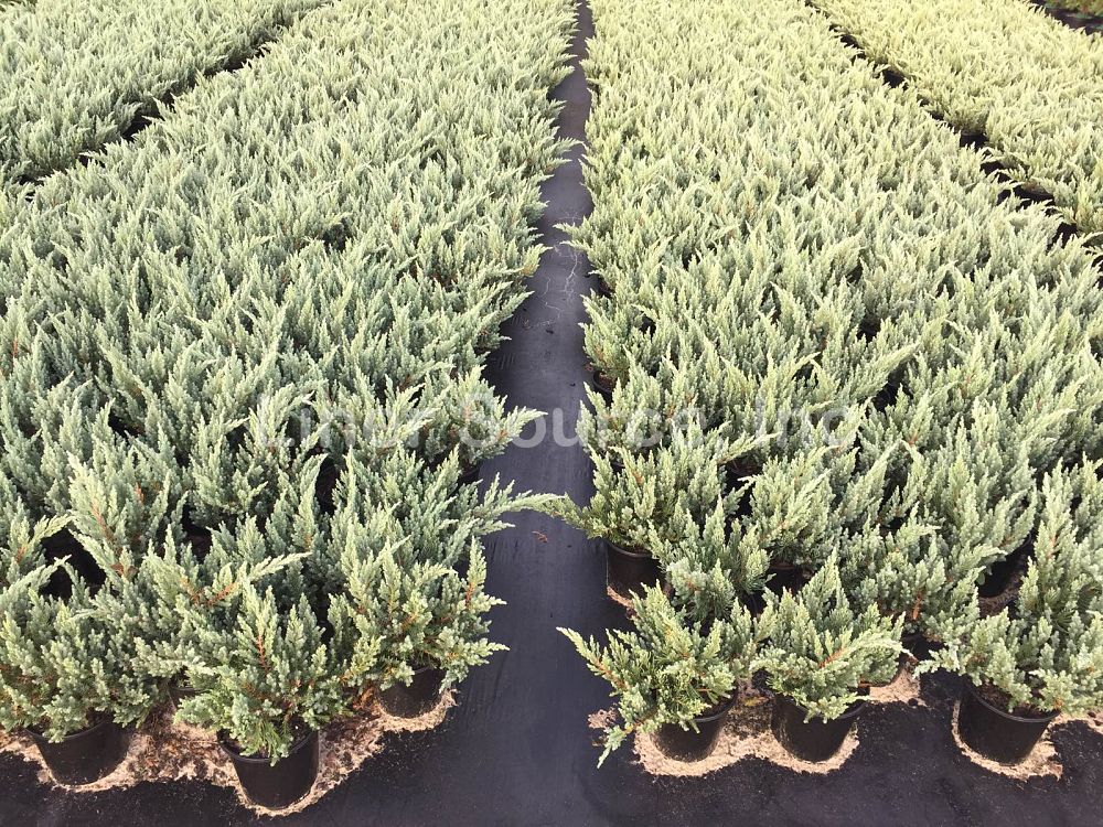 juniperus-chinensis-parsonii-chinese-juniper